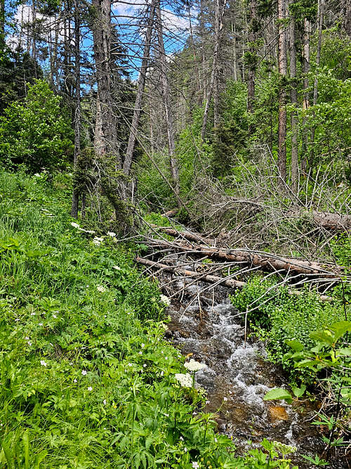 On Lake Fork Trail