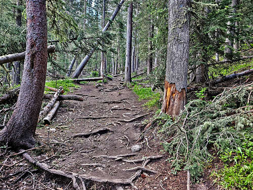 On Wheeler Peak Trail