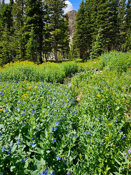 Below Rogers Pass Lake