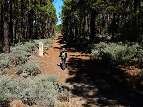 The wide path at the start of the trail