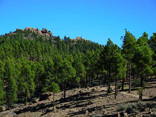 Forest of Pino Canario