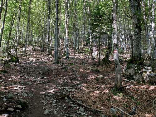 Trail to Volušnica pasture