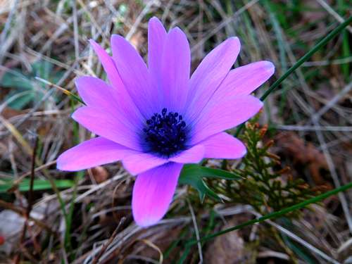 Anemone Hortensis, Apennines