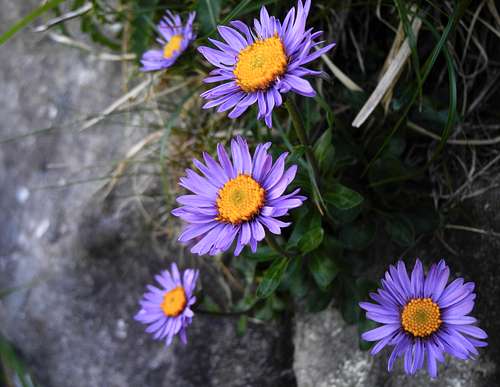 Aster Alpinum, Monte Scala