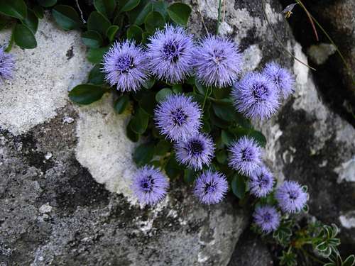 Globularia, Apennines