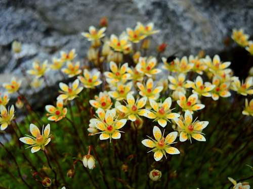 Saxifraga Bryoides, Riesenferner