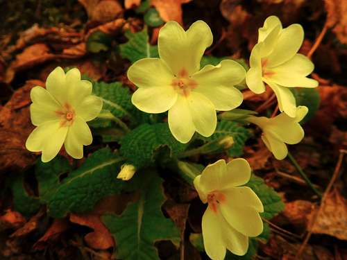 Primrose, Apennines