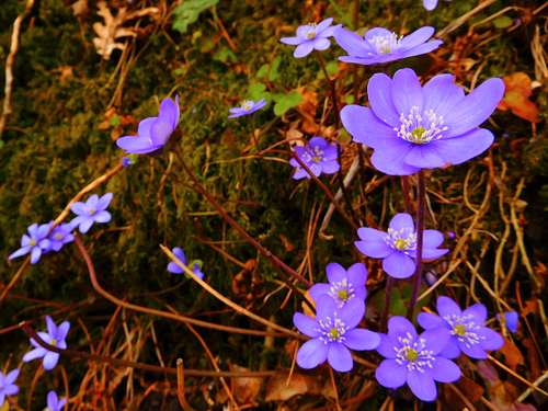 Anemone Hepatica, Apennines