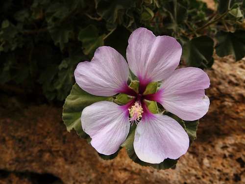 Wild Mallow, Ligurian Mountains