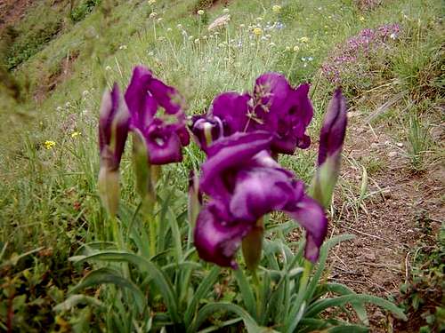 Flowers in Nazer mount ....