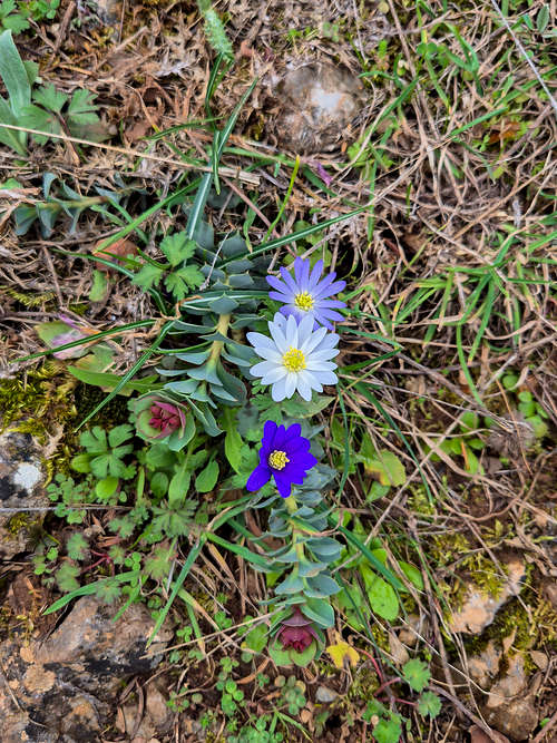 Flowers growing in the forest.