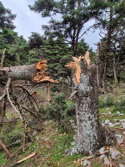 A tree snapped clean.