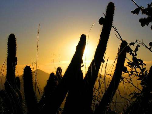 Mourão's wildlife - cactus....