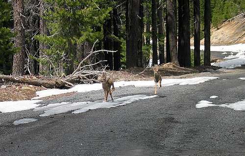 These two fawns are charging...