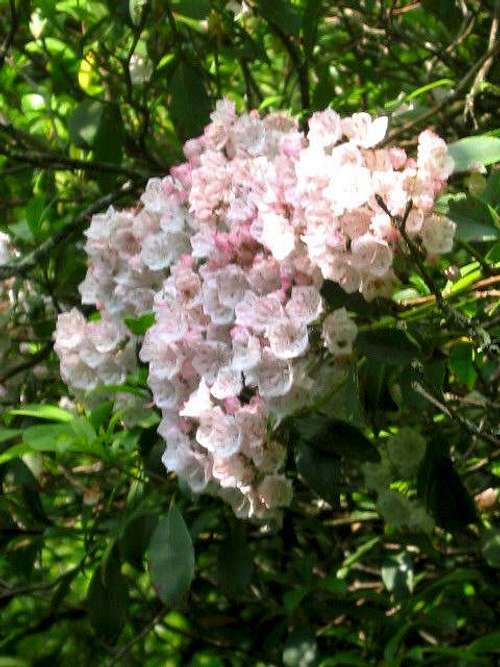 The mountain laurel is full...