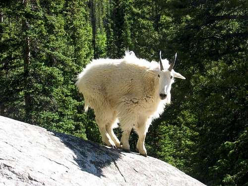 Mountain Goat along the South...