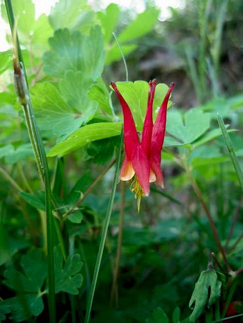 A Red Columbine along the...