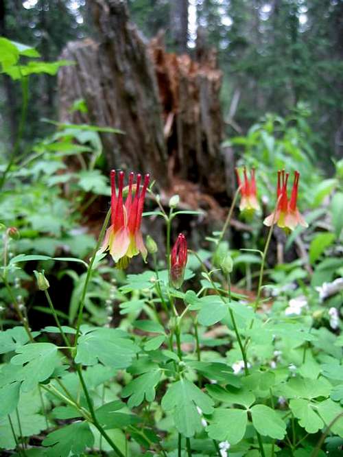  Red Columbines along the...