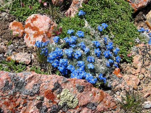 Alpine Forget-Me-Not on the...