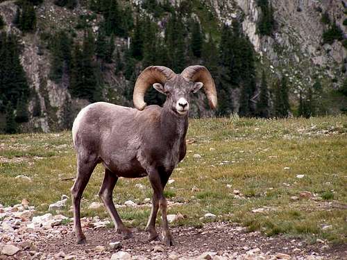 This bighorn was seen in a...