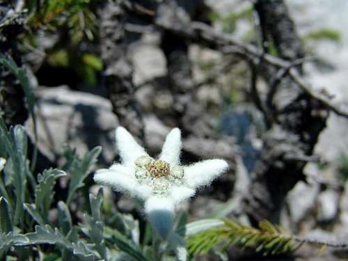  Edelweiss is the symbol of...