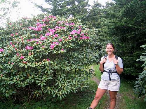 Rhododendron in blume near...