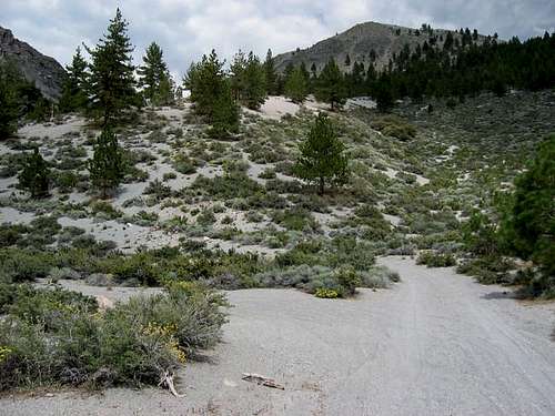 Crater Mountain Pumice Scree Slog