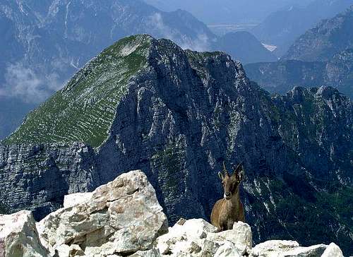 Strma pec / Monte Cimone from...