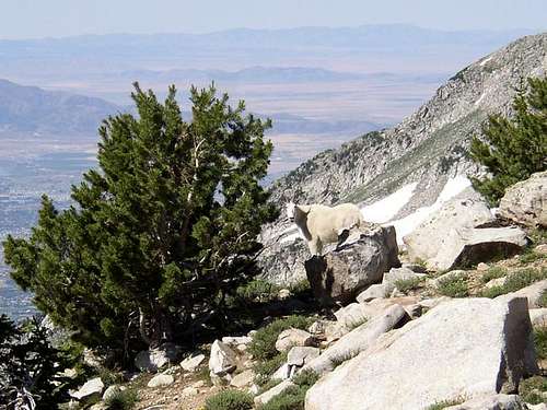 Mountain goat below summit of...