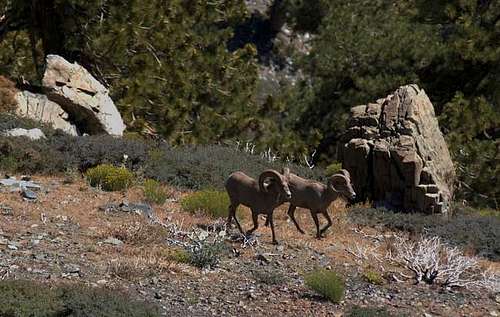 Two bighorn sheep north of...