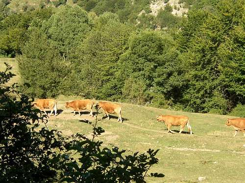 Antola Natural Park. Cows...
