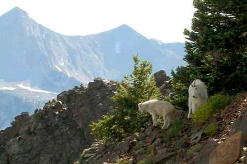 Mama and baby mountain goat...