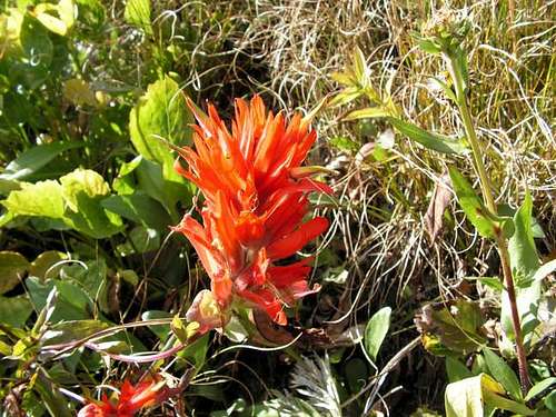 Indian Paintbrush gives color...