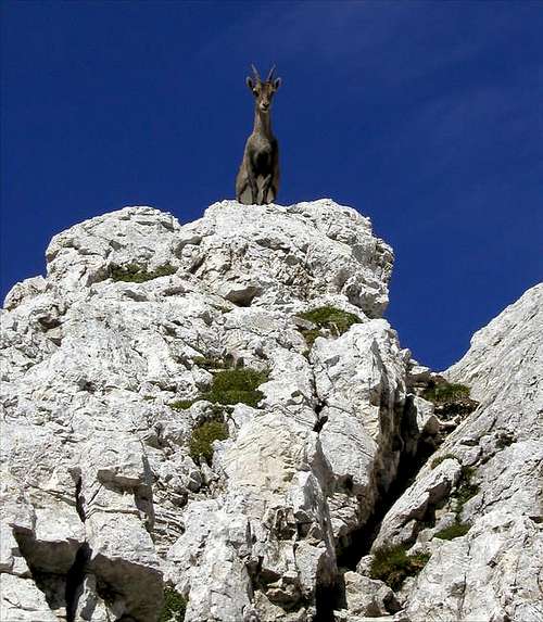 The alpine chamois on the...