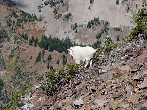 Mountain Goat below the...