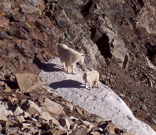 Mountain goats just off the...
