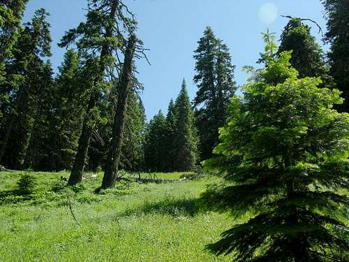 Meadow along the trail to...