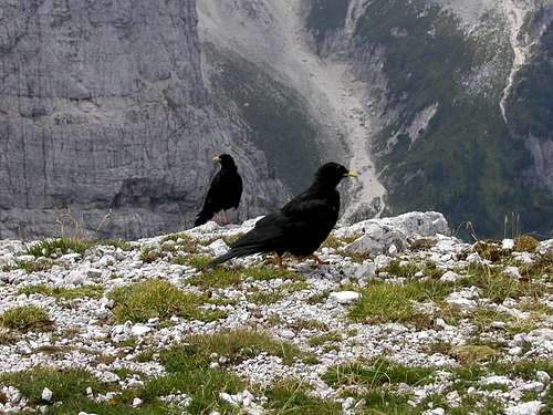 The alpine jackdaw on the...