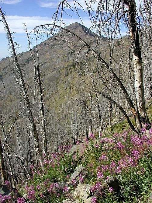 Fireweed and Strawberry...