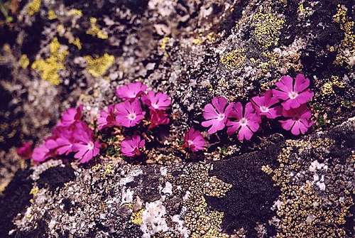 Tiny rock flowers on Wielki...