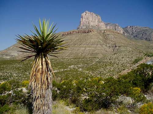 A stereotypical Yucca / El...