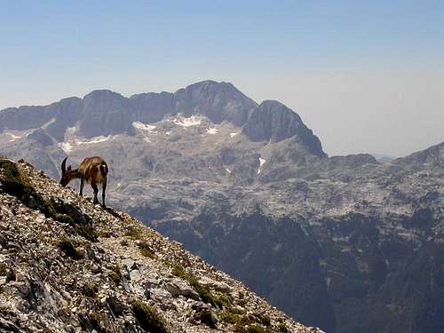 The alpine chamois below the...