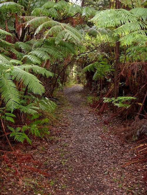 Part of the Napau Trail as it...