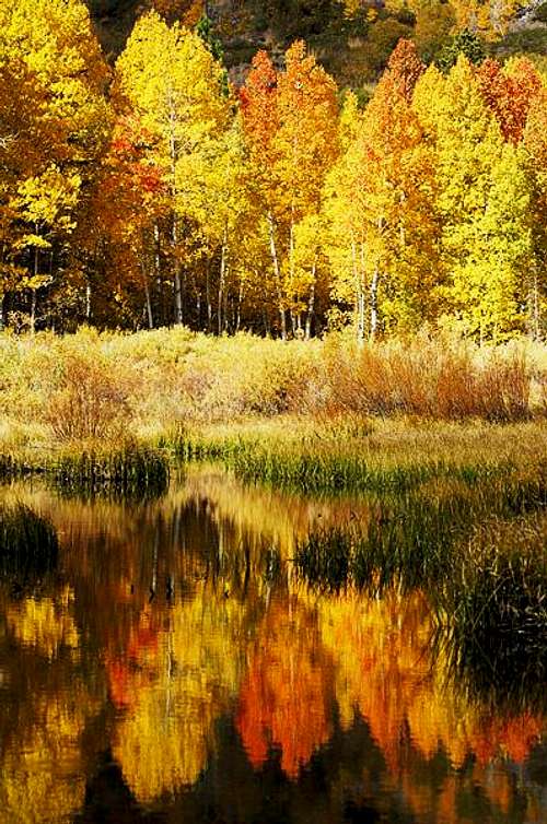 Aspens and reflections in...