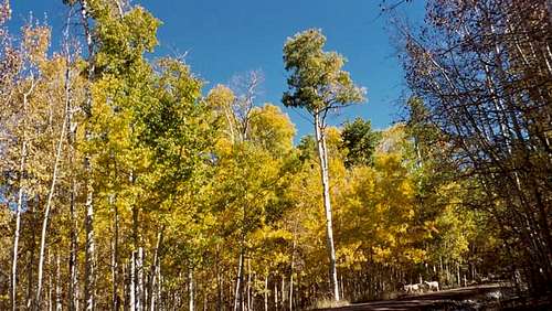 Aspens on the access road to...