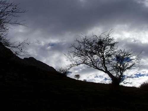 A dry tree under the west...