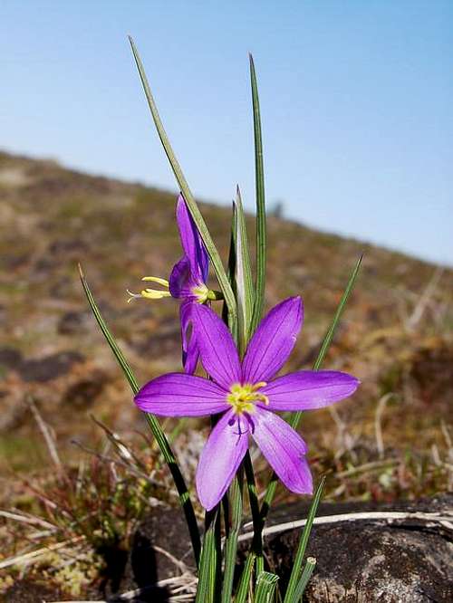 Wildflower on top of Lower...