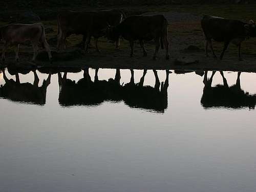 Cows reflecting in Rosole Lake