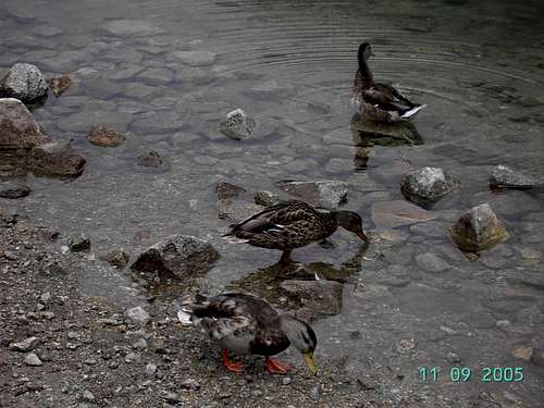 Ducks on the Popradske Lake...