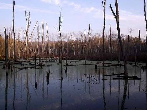 This is the swamp below...